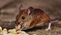 24 Hour & Emergency Exterminators in Marked Tree, AR